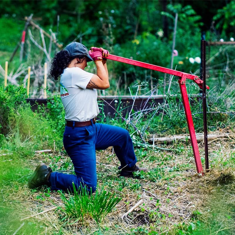 Removing a metal fence post from the ground using a manual lever tool.